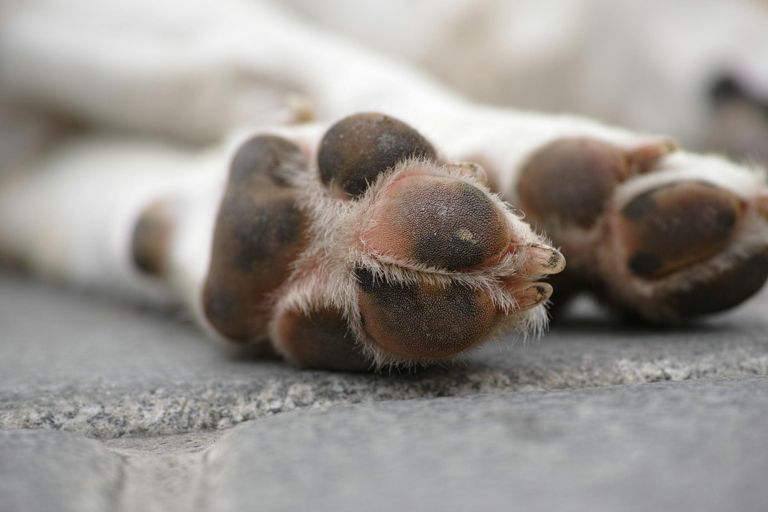 Kuhgeli – Homöopathie für Hunde