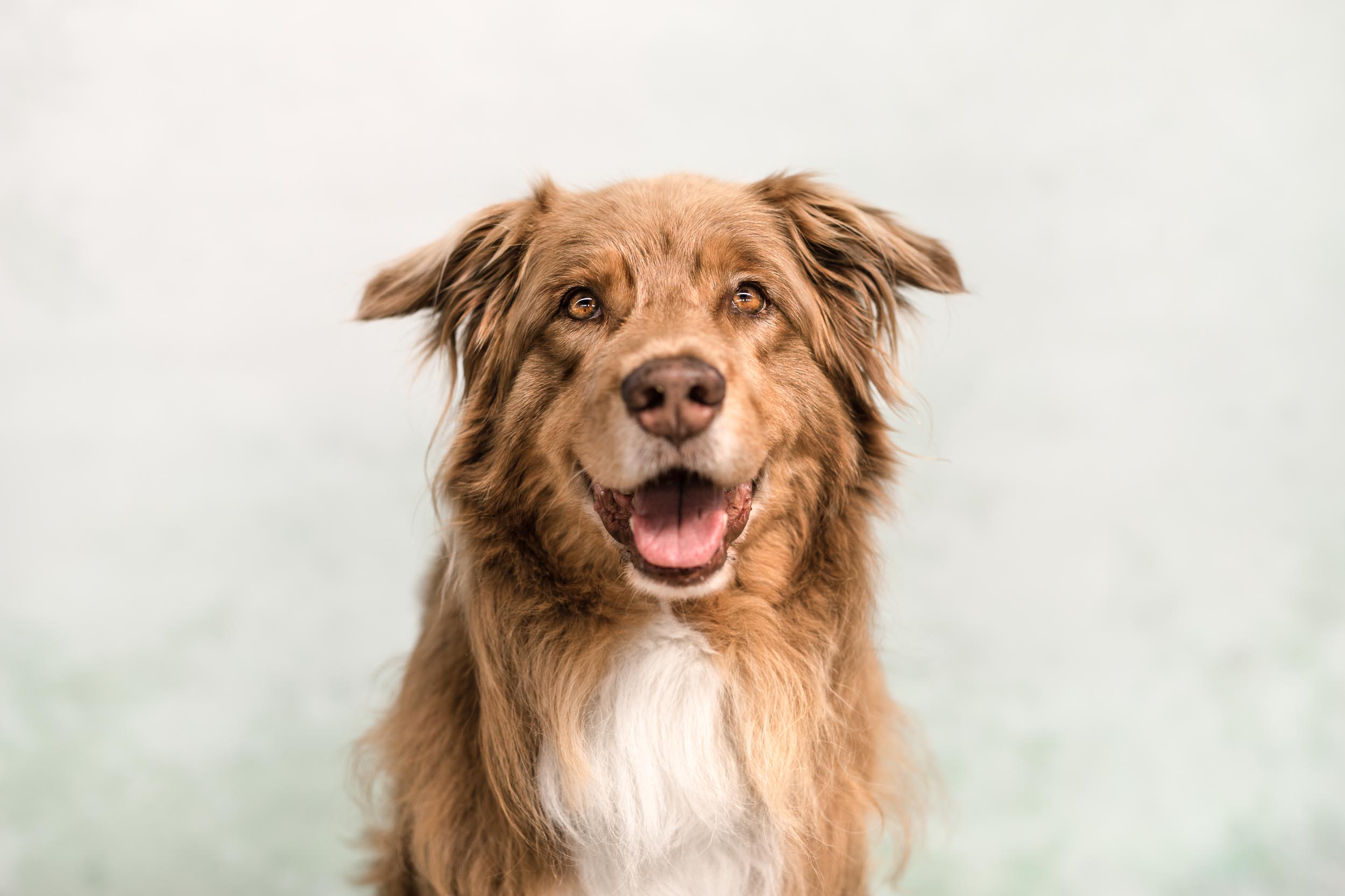 Kuhgeli – Homöopathie für Hunde