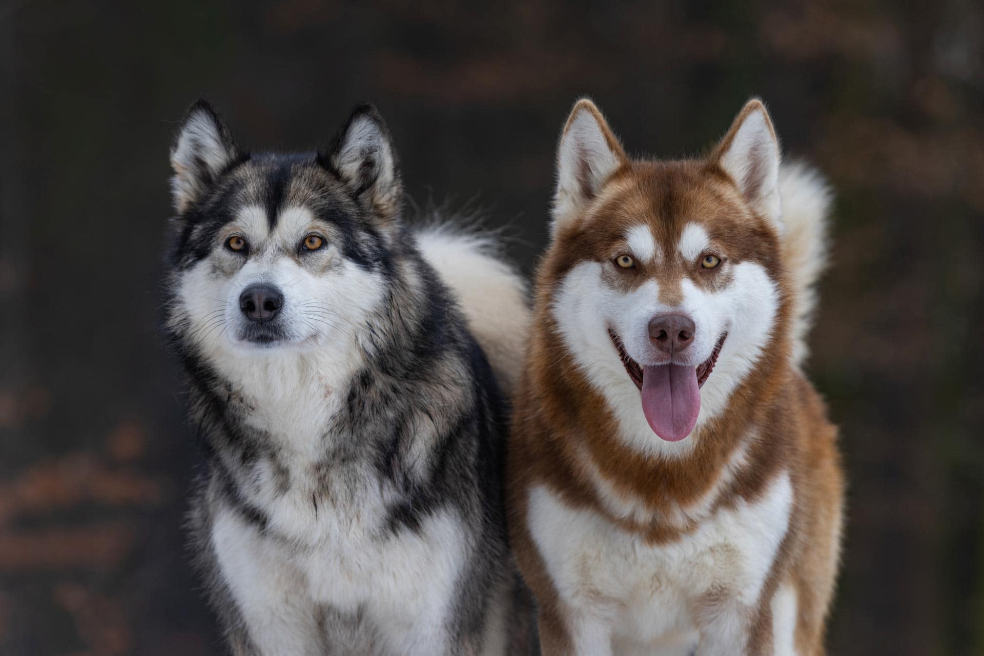 Kuhgeli – Homöopathie für Hunde