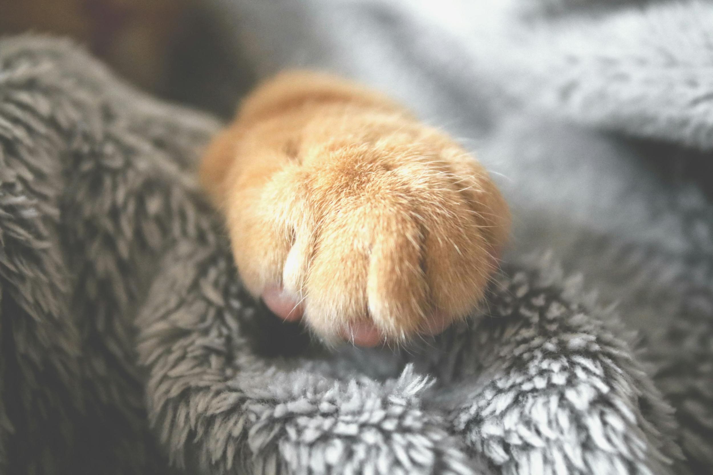Kuhgeli – Homöopathie für Katzen