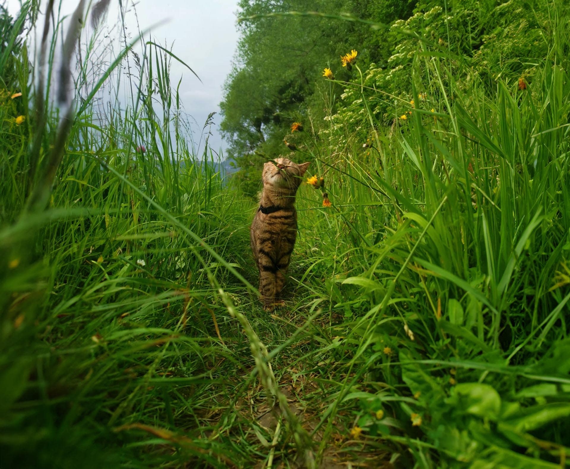 Kuhgeli – Homöopathie für Katzen