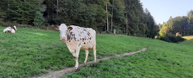 Kuhgeli- Homöopathie für Nutztiere